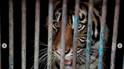 2 Harimau di Ragunan Terinfeksi Covid-19, Ini Penjelasan Pakar Kesehatan