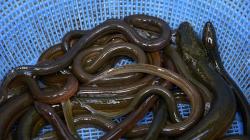 Obati Sembelit, Pria Ini Masukkan Belut ke Anusnya 
