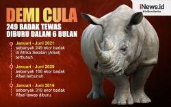 Infografis 249 Ekor Badak Dibantai