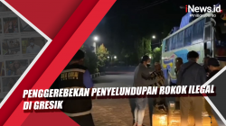 Video Penggerebekan Penyelundupan Rokok Ilegal di Gresik