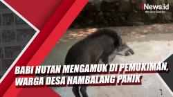 Video Babi Hutan Mengamuk di Pemukiman, Warga Desa Hambalang Panik