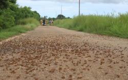  Belalang Kumbara Masih Serang Desa di Sumba Barat Daya