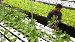 Tanam Sayuran Hidroponik, Petani Raup Penghasilan Rp1 Juta Sehari