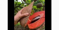 Mengenal Mamey Sapote, Buah Sawo Raksasa Rasanya Manis dan Tinggi Serat