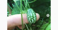 Mengintip Keunikan Mentimun Mini, Mirip Semangka Rasanya Manis dan Segar