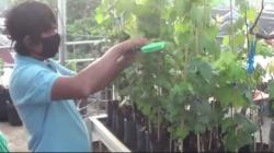 Budi Daya Anggur di Atap Rumah, Warga Pekalongan Ini Raup Uang Jutaan Rupiah 