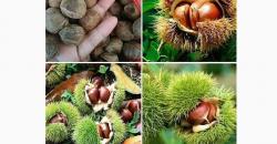 Mengenal Saninten si Buah Langka, Punya Suami dan Dijuluki Rambutan Hutan