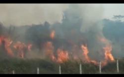 Presiden Turki Sebut Karhutla Sama Bahayanya dengan Terorisme