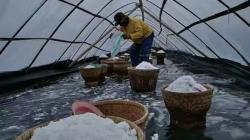 Pemerintah Diminta Bantu Pengembangan Garam Organik di Purworejo 