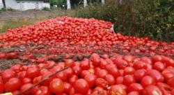 Setiap Hari, Ratusan Kilogram Tomat di Pasar Sentral Bale Bener Meriah Dibuang 