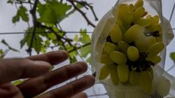 Mengisi Kegiatan PPKM dengan Menanam Anggur di Halaman Rumah