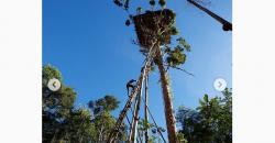 Mengenal Suku Korowai, hingga Kini Masih Tinggal di Rumah Pohon Setinggi 50 Meter
