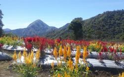 Pemuda Sembalun Sulap Objek Wisata Cantik Wisatani Garden di Kaki Gunung Rinjani