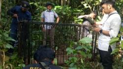 Musim Panen Buah, Warga Agam Diminta Waspada Serangan Hewan Liar