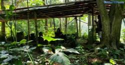 Terungkap Rumah Peninggalan Zaman Majapahit, Suasananya Masih Asri dan Alami