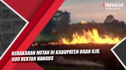 Video Kebakaran Hutan di Kabupaten Ogan Ilir, 500 Hektar Hangus<
