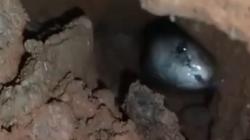 Petugas Damkar Evakuasi Kobra Sepanjang Satu Meter di Rumah Warga Meruya Jakarta Barat