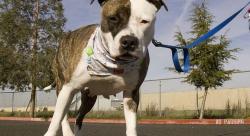 Tragis, Ibu Tewas Diterkam Anjing Pitbull demi Selamatkan 2 Putrinya