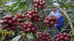 Hasil Panen Kopi Robusta Petani Temanggung Meningkat 2 Kali Lipat
