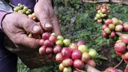 1 Ton Kopi Mulia Khas Puncak Jaya Disiapkan Jadi Oleh-Oleh PON XX Papua