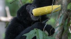 3 Ekor Siamang Dilepas ke Suaka Margasatwa Dangku Sumsel<