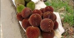 Mengenal Durian Merah Lahung yang Hampir Punah, Ternyata Nilai Gizinya Tinggi
