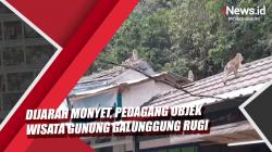 Video Ratusan Monyet Jarah Dagangan di Objek Wisata Gunung Galunggung Tasikmalaya