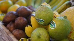 Pemkab Sleman Dorong Konsumsi Buah Lokal untuk Kesejahteraan Petani