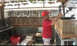 Budi Daya Burung Anggungan, Warga Cilacap Sukses Sekolahkan 2 Anak hingga Jadi Dokter 