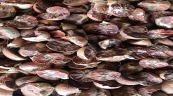 Pinang jadi Komoditas Unggulan yang Diekspor dari Sumut