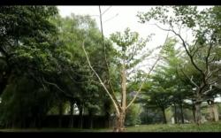 Belum Ada Bukti Ilmiah, Warga Tetap Gunduli Pohon Sungkai di Taman Kota untuk Tangkal Covid-19 