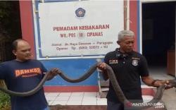 Ular King Kobra 3,5 Meter yang Resahkan Warga Joglo Cianjur Tertangkap, Ini Penampakannya