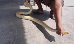 Ular Piton Putih di Pinggir Makam Gegerkan Warga Mojokerto 