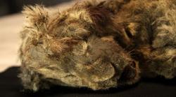 Jasad Singa Berusia 28.000 Tahun Ditemukan di Siberia, Bentuknya Masih Utuh