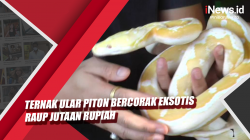 Video Ternak Ular Piton Bercorak Eksotis Raup Jutaan Rupiah