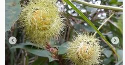 Dulu Dianggap Hama, Buah Ini Ternyata Miliki Banyak Manfaat dan Mulai Langka