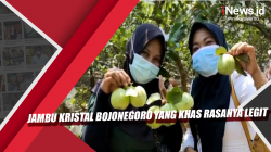 Video Jambu Kristal Bojonegoro yang Khas Rasanya Legit