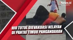Video Seekor Hiu Tutul Dievakuasi Nelayan di Pantai Timur Pangandaran