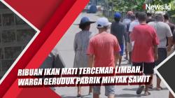 Video Ribuan Ikan Mati Tercemar Limbah di Kota Medan, Warga Geruduk Pabrik Minyak Kelapa Sawit