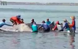 KKP Bersama Nelayan Selamatkan Dua Ekor Hiu Paus yang Terjerat di Perairan Cilacap