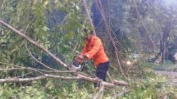 Dihempas Angin Kencang Pohon di Agam Tumbang dan Timpa Rumah Warga