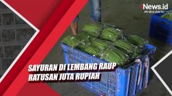 Video Petani Milenial di Lembang Tanam Sayuran Baby Buncis Bernilai Jual Tinggi