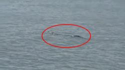 Penampakan Buaya Berenang di Pantai Ketapang Lombok Timur, Ini Kata Polisi