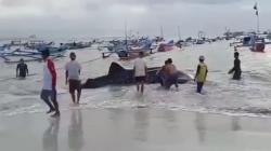 Hiu Tutul Berbobot 1,5 Ton Terdampar di Pantai Timur Pangandaran