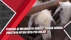 Video Viral Pemuda di Mojokerto Sukses Ternak Domba, Omzetnya Rp100 Juta per Bulan