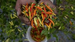 Harga Cabai Anjlok, Ganjar Perintahkan ASN Lakukan Ini