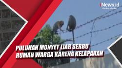 Video Puluhan Monyet Liar Serbu Rumah Warga di Depok karena Kelaparan