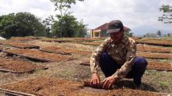 Rencana Kenaikan Cukai Hasil Tembakau Kembali Hantui Petani Temanggung 