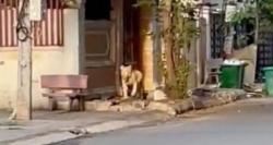 Viral Singa Peliharaan Dilepas Jalan-Jalan di Kota, Penyebabnya Bikin Geleng Kepala<