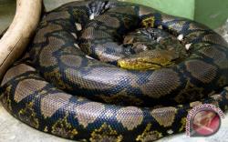 Dramatis, Penangkapan 2 Ular Piton Raksasa Dalam Batang Kayu di Batanghari Jambi<